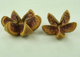  KARTUSH STAR FLOWER kwiatki naturalne 7-10 cm, 12 w opakowaniu