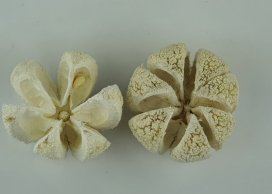  KARTUSH STAR FLOWER wybielane kwiatki, 5-7 cm, 12 szt w opakowaniu