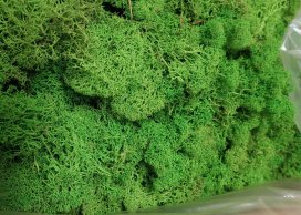 MOSS PRESERVED MAY GREEN  200 G / PB