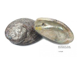 Abalone shell 18-19 cm polished  brown color