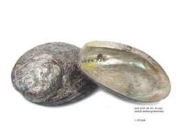 Bardzo duża brązowa muszla Abalone 18-19 cm polerowana dwustronnie
