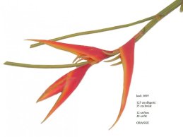 super jakość HELIKONIA HELICONIE 125 cm pomarańczowa 