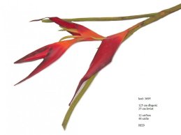 HELICONIA 125 CM RED-FRESH TOUCH 