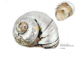 MUSZLE ALIKREUKEL PERIWINKLE ok 10-12 cm POLEROWANE