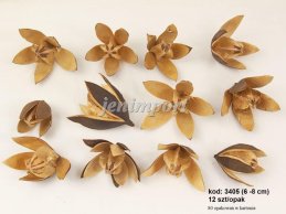 LILY 6-8 CM MEDIUM  NATURAL 12 PC / PB 