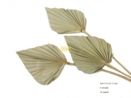 PALM SPEAR 13-15 CM D- NATURAL 6 PC/ PB