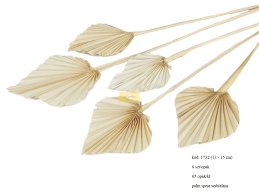 PALM SPEAR 13-15  CM - D- BLEACH 6 PC/ PB 