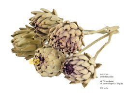 ARTICHOKE KWIAT PĄK 7-8 cm NATURALNY 300 szt w 1 kartonie luzem