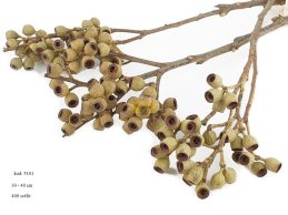 AMBERNUT BRANCH NATURAL 20-30 cm