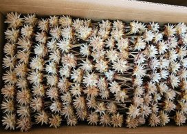 PLUMOSUM NATURALNE 5-6 cm na łodydze 20-30 cm, luzem 600 szt/kt