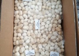 SABULOSUM 3-5 CM BIELONE 250g/opak (ok 50-60 szt/opak)