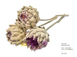 ARTICHOKE KWIAT PĄK 9-10 CM NATURALNY 200 szt w 1 kartonie luzem