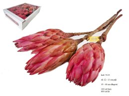 PROTEA REPENS 12-13 cm RÓŻOWA 100 SZT/TACKA   I GATUNEK 