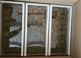 SPIDERGUM CLAWS 8-9 cm naturalny, pakowany 50 szt w pudełku z okienkiem, cena za 50 sztuk