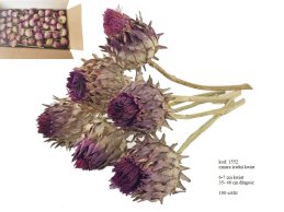 CYNARA DUŻY KWIAT 6-7 cm naturalny z łodygą, 40 cm długość 