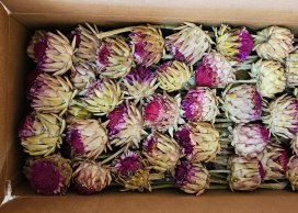 ARTICHOKE KWIAT 8-10 cm naturalny, 40 cm długość z łodyżką, 200 szt w kartonie luzem