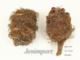 BANKSIA SPECIOSA CONE 12-14 CM WITH HAIR 
