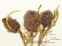 BANKSIA SPECIOSA CONE 12-14 CM WITH HAIR  50 CM ON STEAM