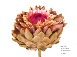 ARTICHOKE KWIAT 20-25 CM DUŻY EX LARGE  NATURALNY 50 CM 