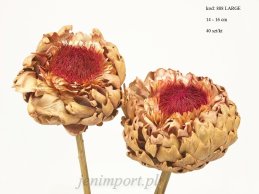 ARTICHOKE KWIAT  14-16 CM NATURALNY DUŻY 