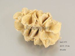 BANKSIA SPECIOSA OPEN BURNED BLEACHED 14-15 CM 