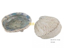 ABALONE SHELL 13-14 CM MEDIUM BLEACH AND POLISHED 