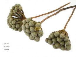 ALBIFLORA NATURALNA 30 - 40 cm 