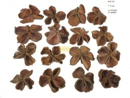 LAND LOTUS 4-6 CM NATURAL 12 PC/PB