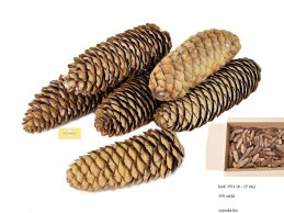 Pine cone 8-15 cm loose mix sizes in carton.