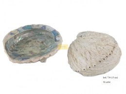 MUSZLA ABALONE 14-15 cm duża polerowana wewnątrz