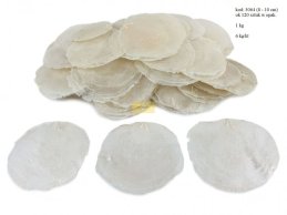 MUSZLE CAPIZ 8-10cm  1 kg/op około 120 szt.