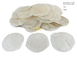 CAPIZ SHELLS  8-10 CM  1KG around 120 pc.