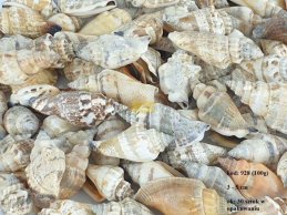 SIKAD SHELLS 3-5 CM BIG 100 G / PB around 30 pc 