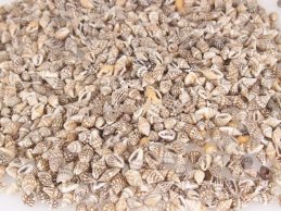 MUSZLE  NASSA SZARE 100 GRAM około 400 szt