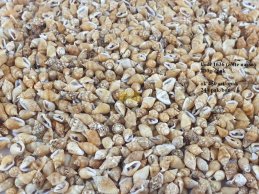 MUSZLE  NASSA naturalne 100g, 0,5 - 1 cm, ok 450 szt/opak