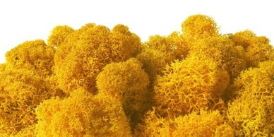 MOSS PRESERVED 250G/PB  YELLOW DARK