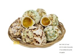 SHELL GOLD/GREEN TURBAN  250 G IN BASKET 15 CM