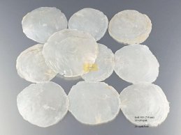 MUSZLE CAPIZ 7-9 CM  10 SZT/OPAK