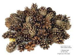PINE CONE MINI 3-4 cm 1 kg around 220 pc 