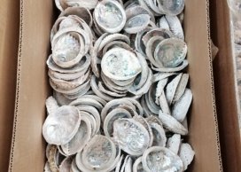 MUSZLA ABALONE 10-11 cm, bielona i polerowana wewnątrz