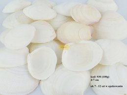 HARD CLAM SHELLS 100 G ( 7-12 PC )