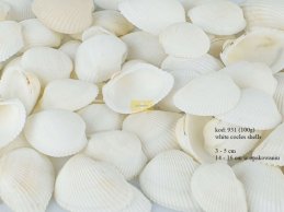 WHITE COCKLES SHELLS 100 G ( 14-16 SZT )
