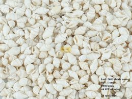 NASSA SHELLS WHITE 100g, 05 - 1 cm  (around 450 pc )