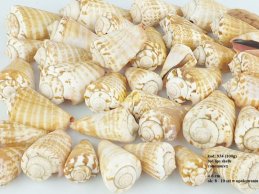REDLIPS MUSZLE CINOMUREX 100g ( ok 8-10 szt )