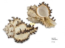 MUREX SHELL MEDIUM  6-7 CM