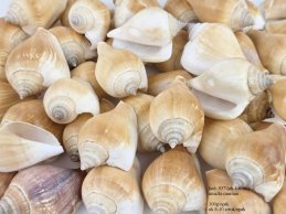 MUSZLE CANARIUM 4-6 cm, 100g/opak (ok 8-12 szt/opak)