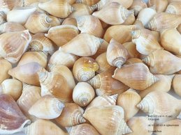 MUSZLE CANARIUM 4-6 CM 100 GRAM OPAKOWANIE ( ok 10 - 20 sztuk)