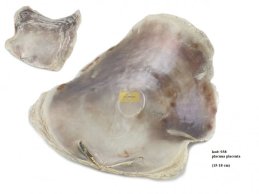 PLACUNA PLACENTA MUSZLA 15-18 CM NATURALANA  OCZYSZCZONA 