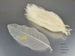 Magnolia skeleton 35-40 cm bleach 48 szt/opak