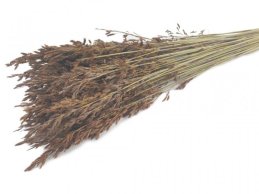 TRAWA SUSZONA THATCH REED 150 GRAM / WIĄZKA